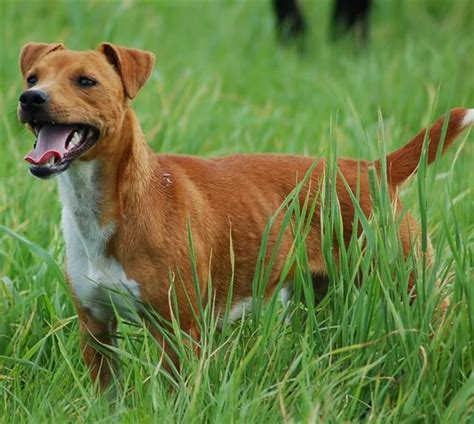 patterdale terrier fox breed.